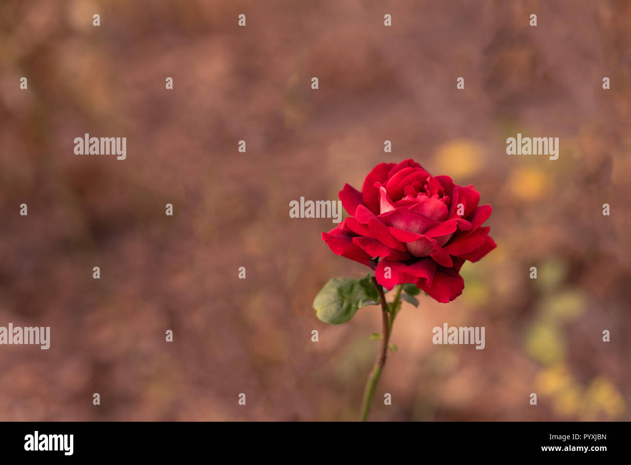 Rosa rossa Foto Stock