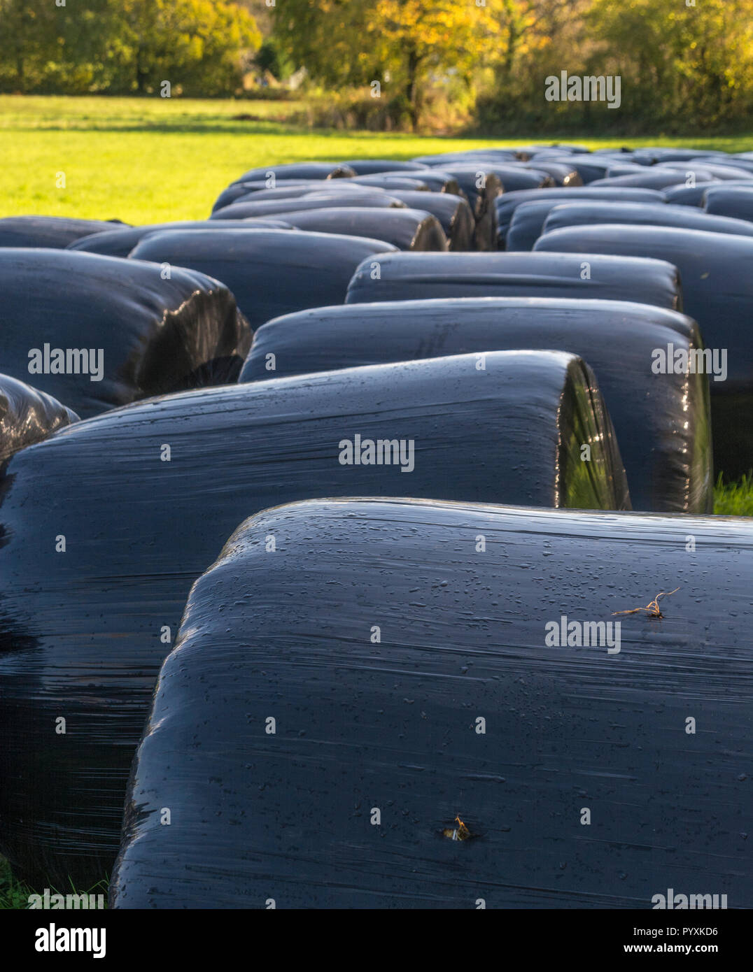 Nero avvolto haylage balle in autunno sunshine. Metafora Regno Unito industria agricola, & anche plastico utilizza, materie plastiche. Foto Stock