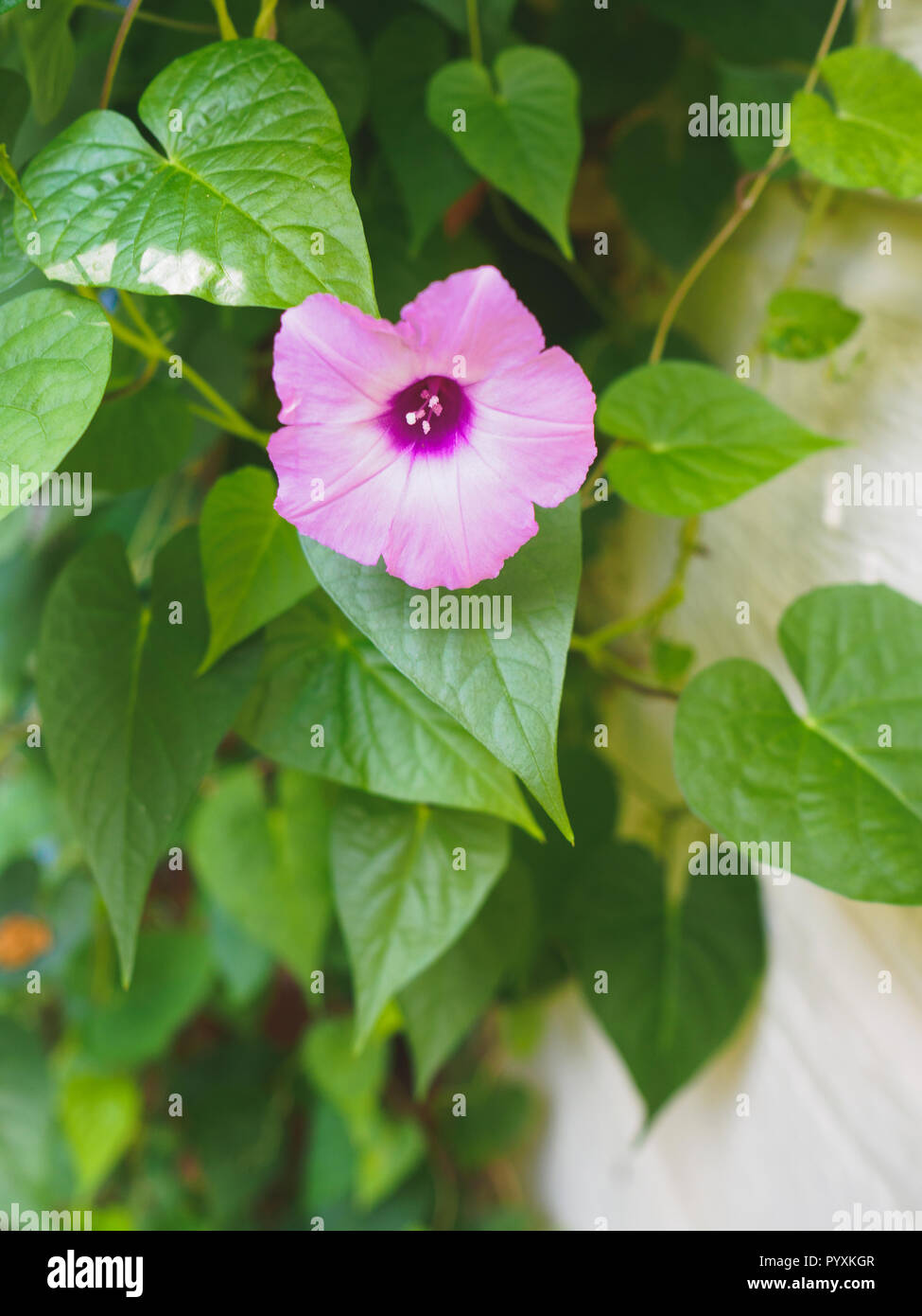 Fiore viola sul verde della vigna Foto Stock