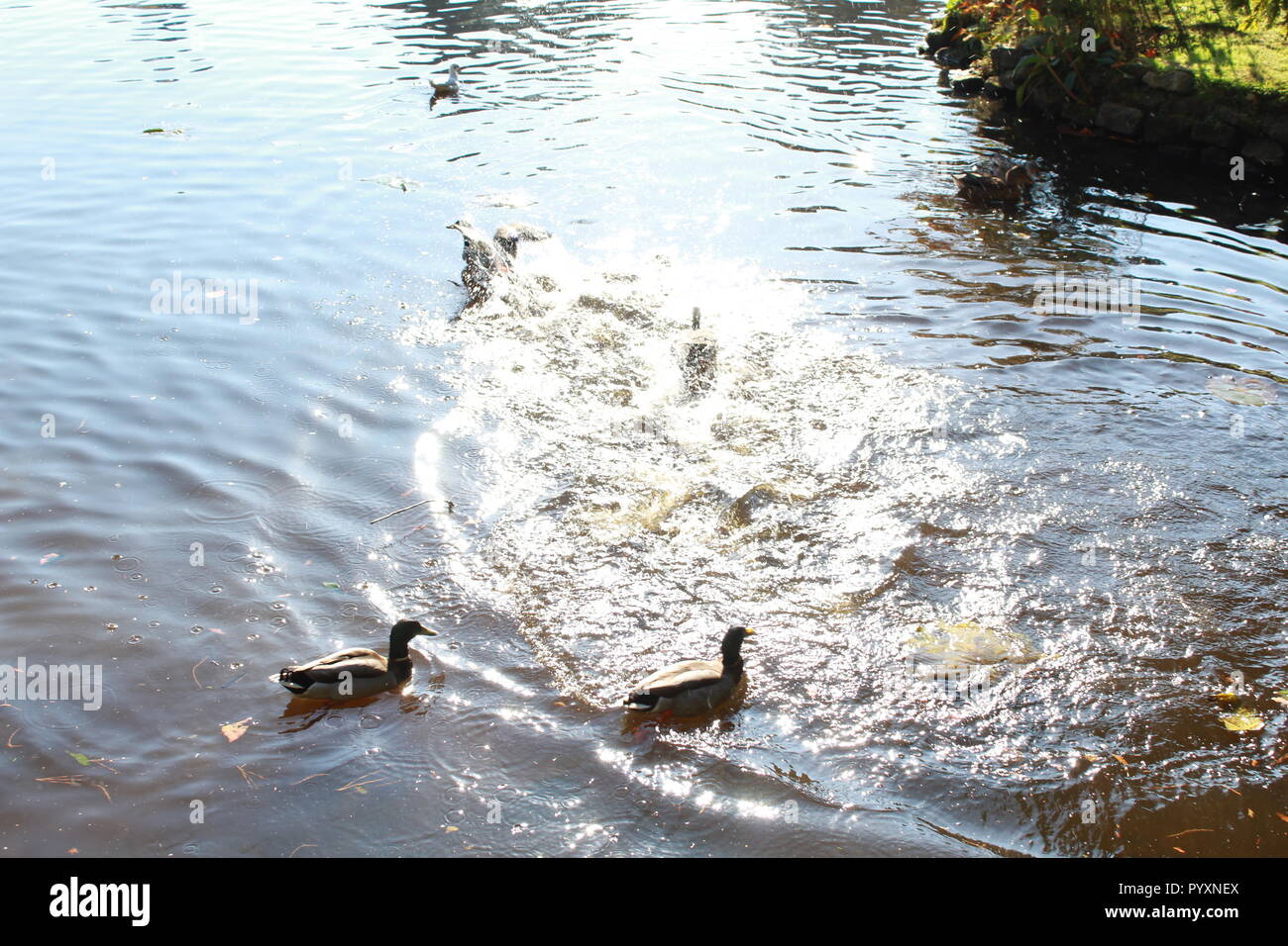 Anatre nuotare in un lago con un anatra tenendo spento Foto Stock