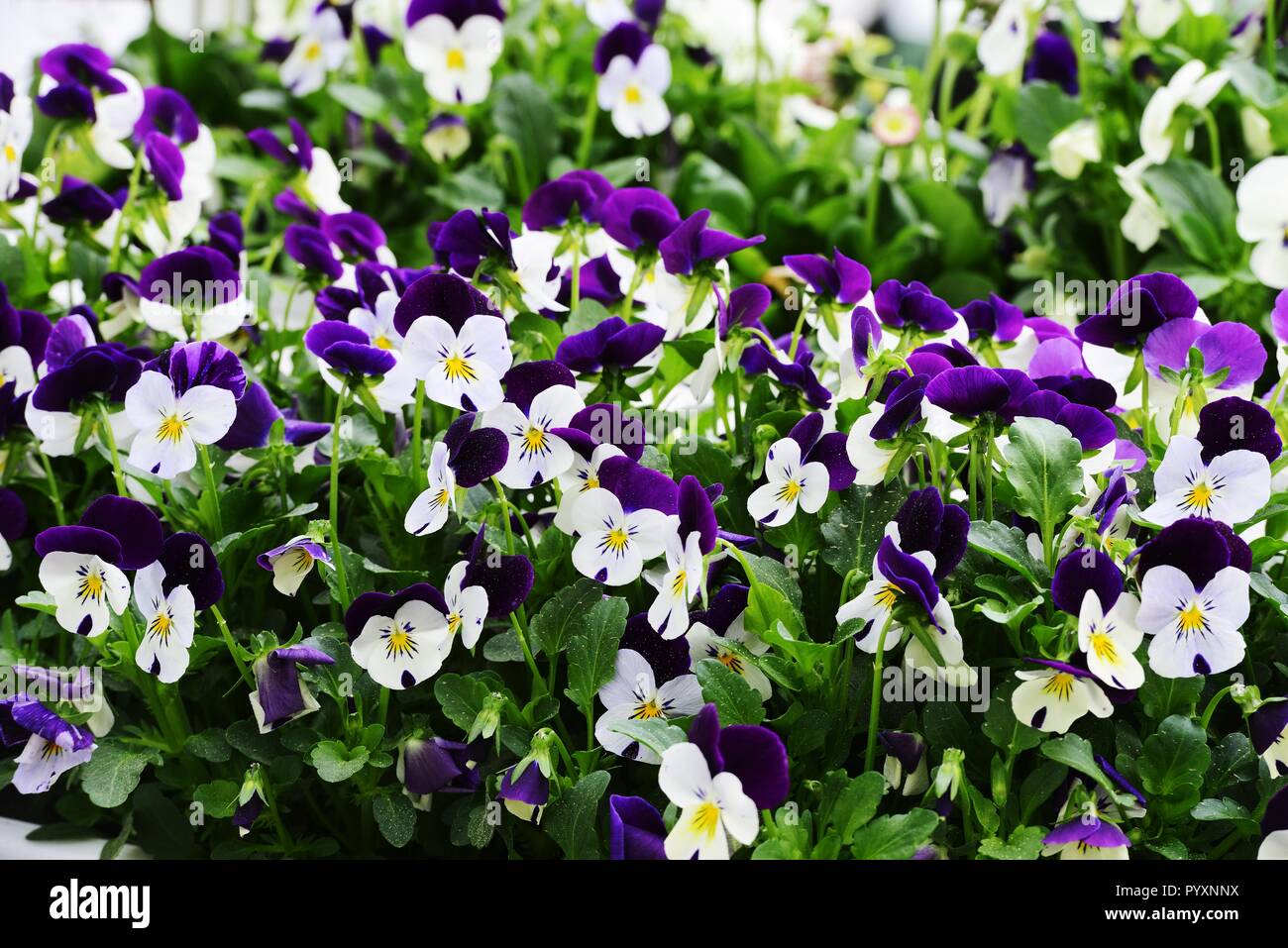 Splendida fioritura pansies nel giardino di primavera Foto Stock