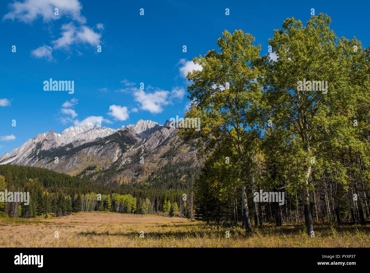 In autunno, gamma a dente di sega, Banff NP, Alberta, Canada, da Bruce Montagne/Dembinsky Foto Assoc Foto Stock