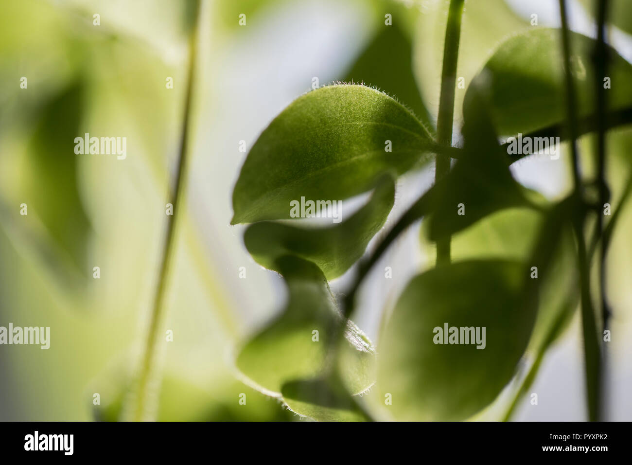 Dettaglio astratto di trailing pianta di casa Foto Stock