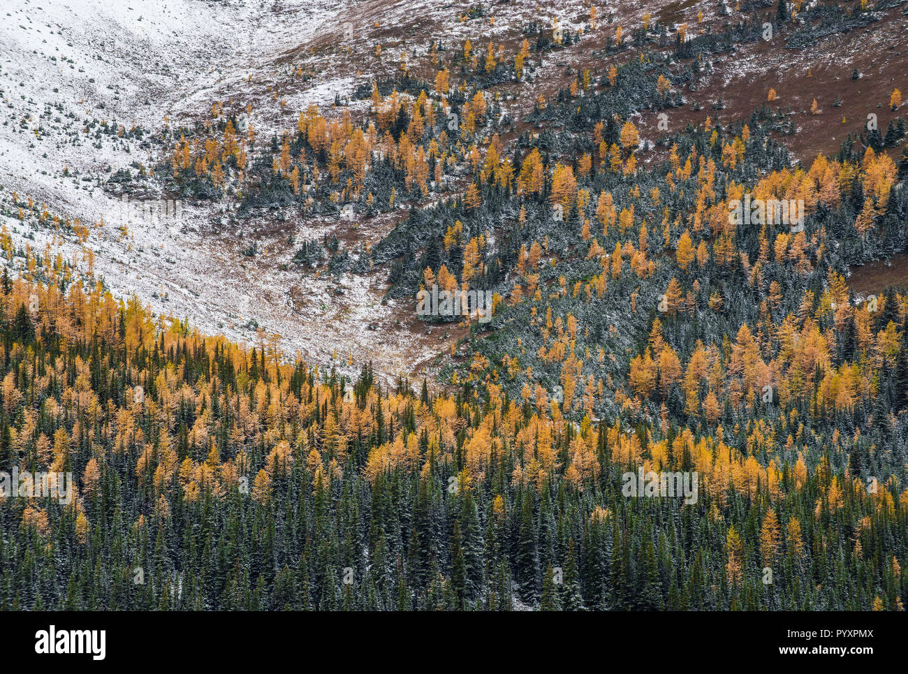 Western Larice (Larix occidentalis), Peter Lougheed Parco Provinciale, Alberta, Canada, da Bruce Montagne/Dembinsky Foto Assoc Foto Stock