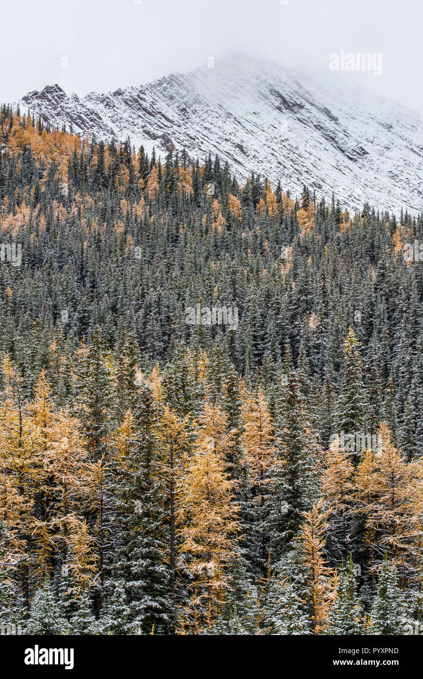 Western Larice (Larix occidentalis), Peter Lougheed Parco Provinciale, Alberta, Canada, da Bruce Montagne/Dembinsky Foto Assoc Foto Stock