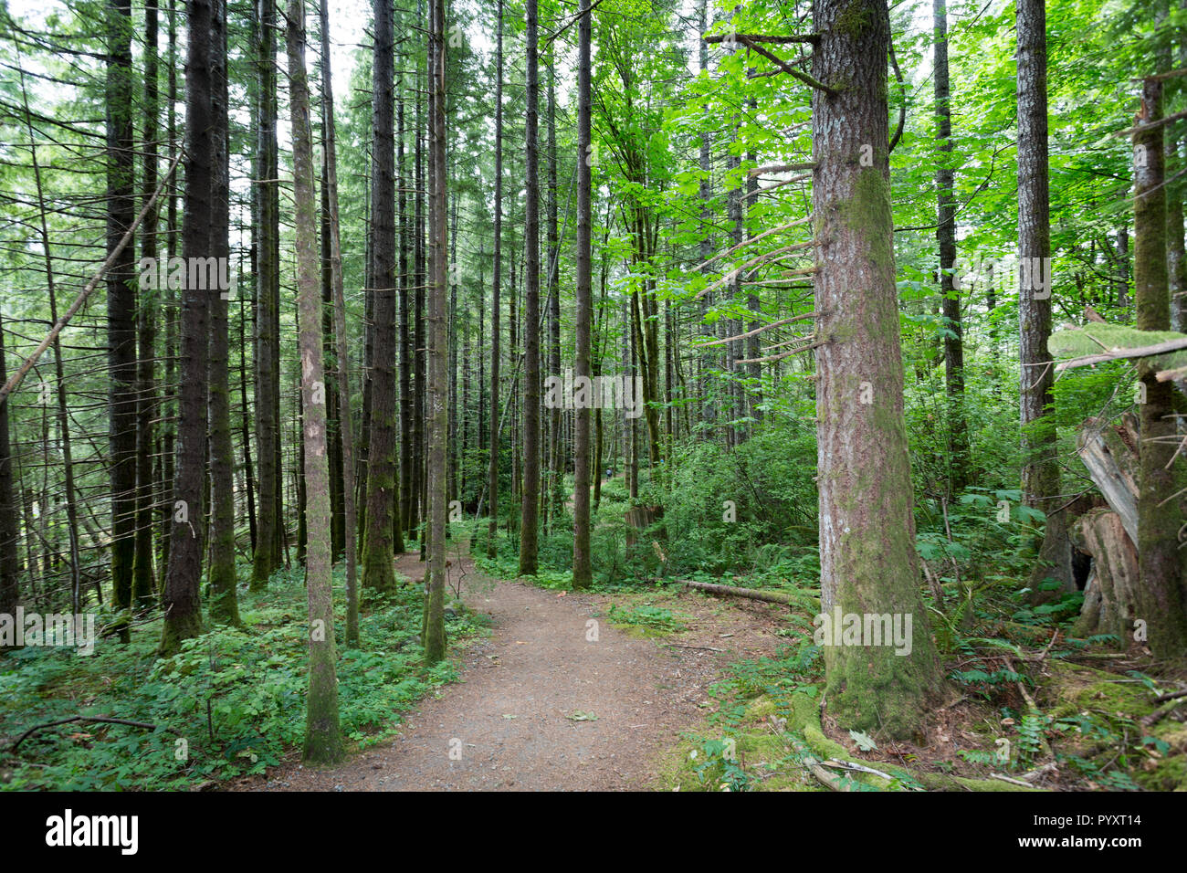 America del nord, Canada, British Columbia, l'isola di Vancouver, Elk Falls Provincial Park, Millennium Sentiero escursionistico Foto Stock