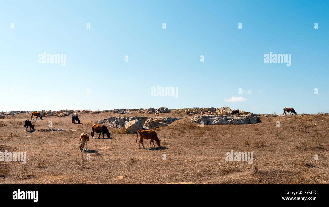 Il pascolo magro vacche sulla cima di una montagna Foto Stock