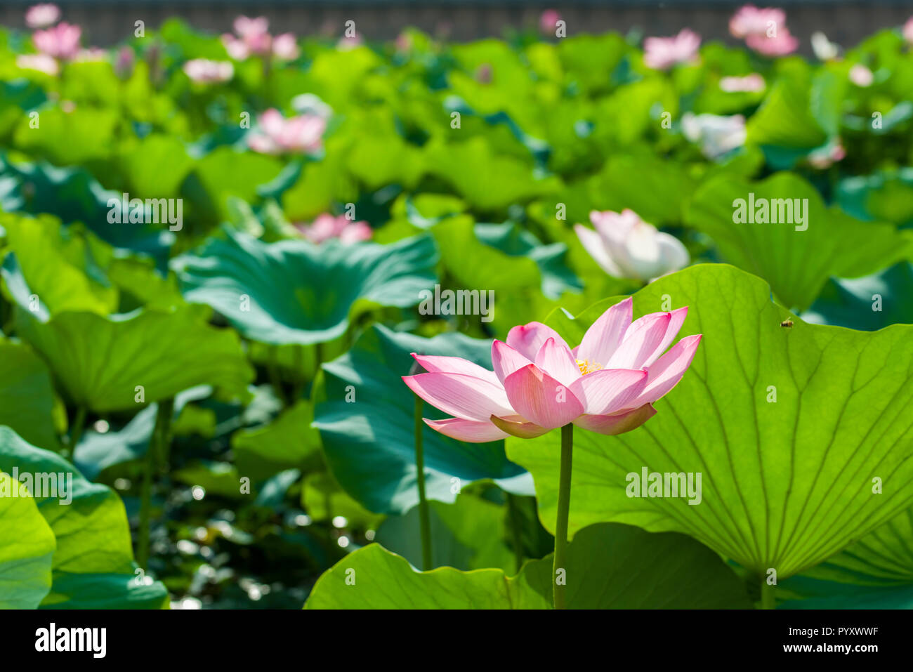 Una rosa fiore di loto (lat. Nelumbo nucifera) fiorire all'interno di molti altri in un campo su dal lago Foto Stock