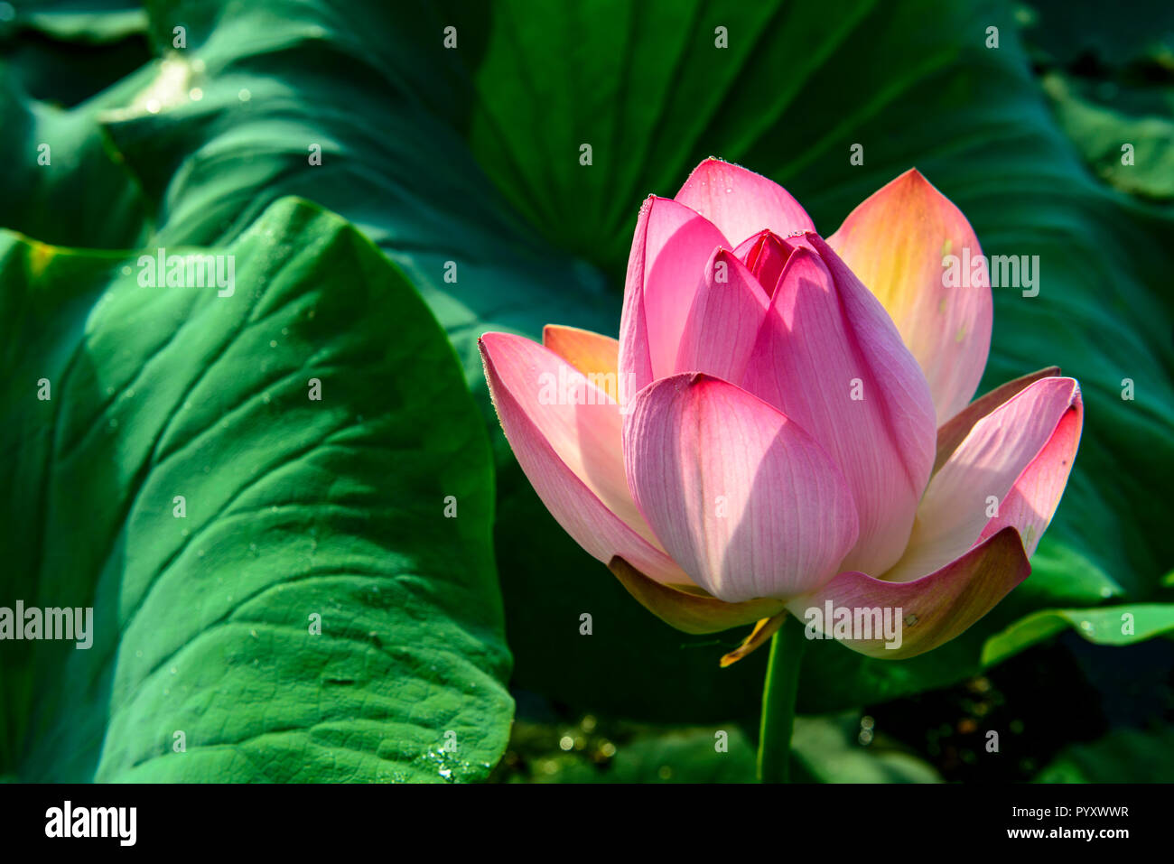 Una rosa fiore di loto (lat. Nelumbo nucifera) blooming, circondato dal verde delle foglie, in un campo su dal lago Foto Stock