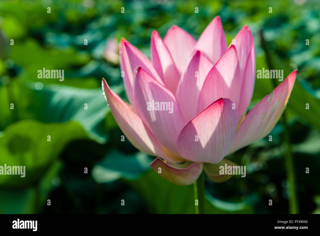 Una rosa fiore di loto (lat. Nelumbo nucifera) blooming, circondato dal verde delle foglie, in un campo su dal lago Foto Stock