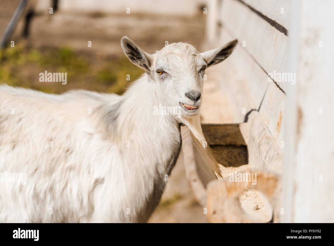 Ritratto di adorabili pascolo di capra in corral presso l'azienda Foto Stock