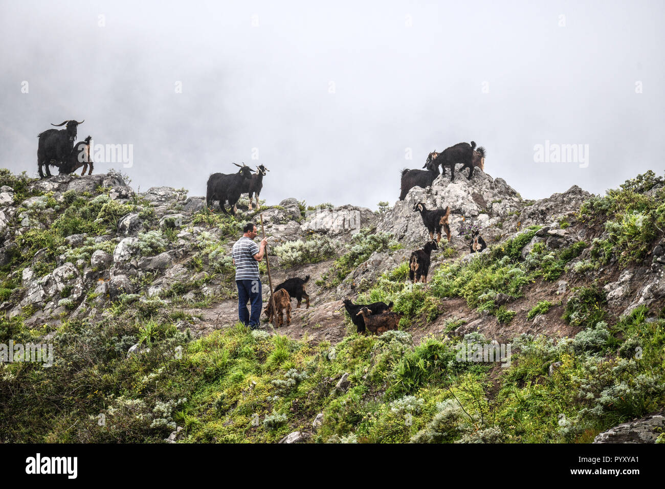 Spagna Isole Canarie: Tenerife. Pecora selvatica mandria sulle piste di El Roque de Taborno. C'è quasi sempre la nebbia a copertura di questa 700m di altezza di picco. *** Loc Foto Stock