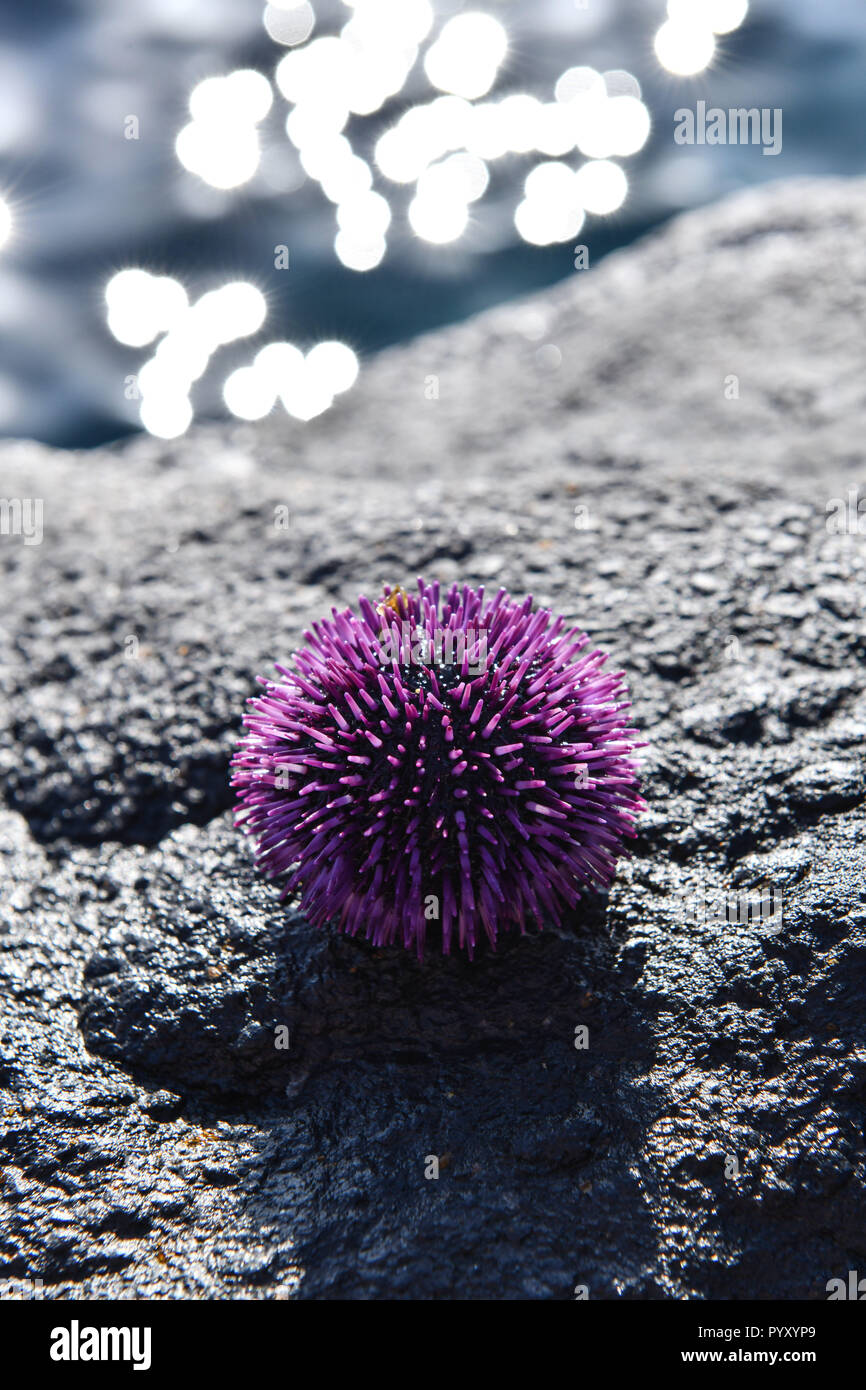 Spagna Isole Canarie: Tenerife. Viola ricci di mare (Sphaerechinus granularis). *** Caption locale *** Foto Stock