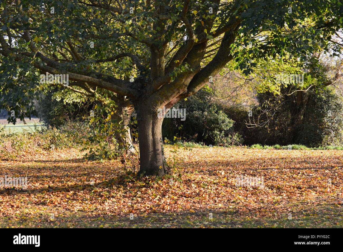 Foglie sotto l'albero Foto Stock