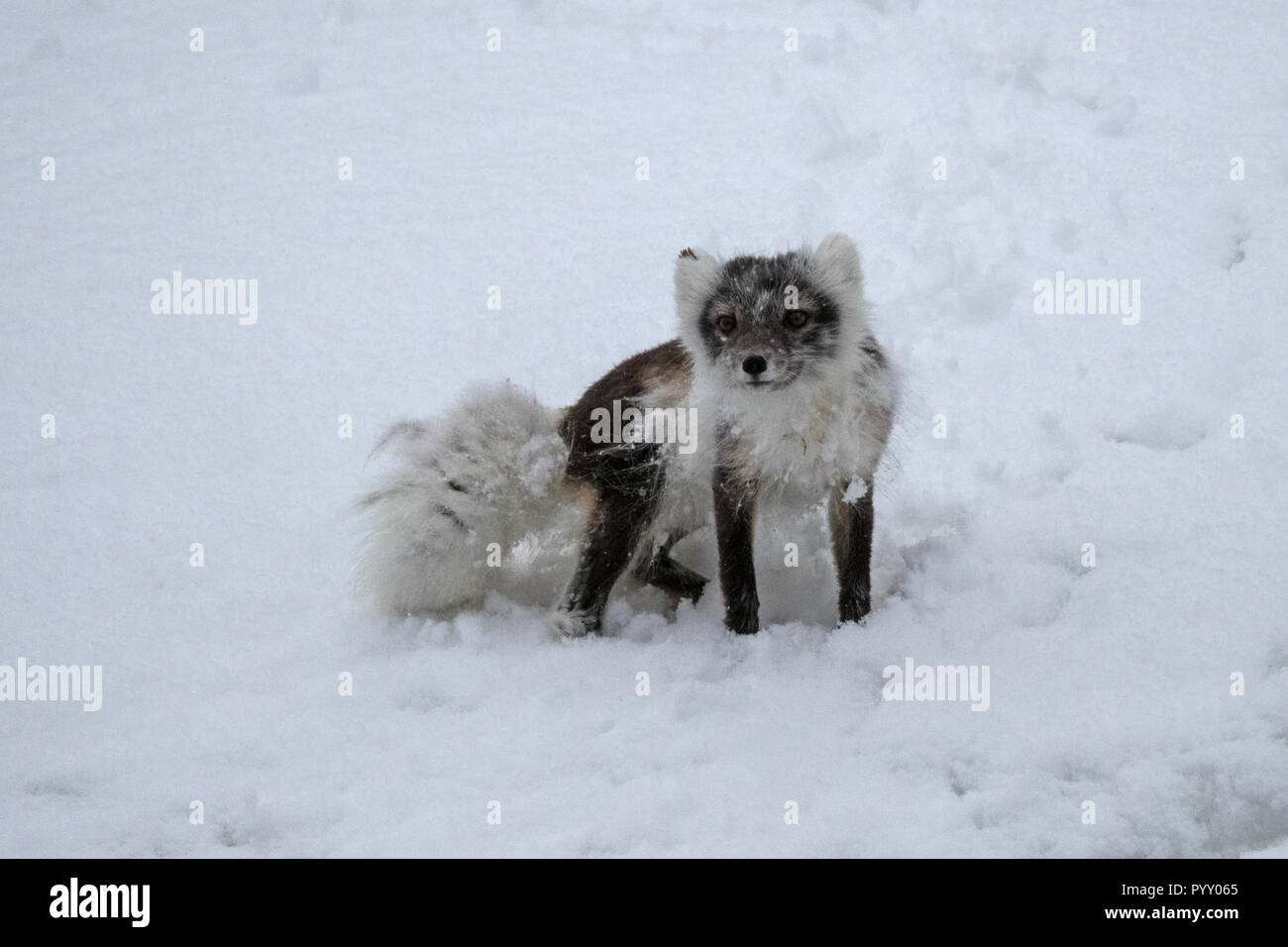 Arctic Fox nella neve Foto Stock
