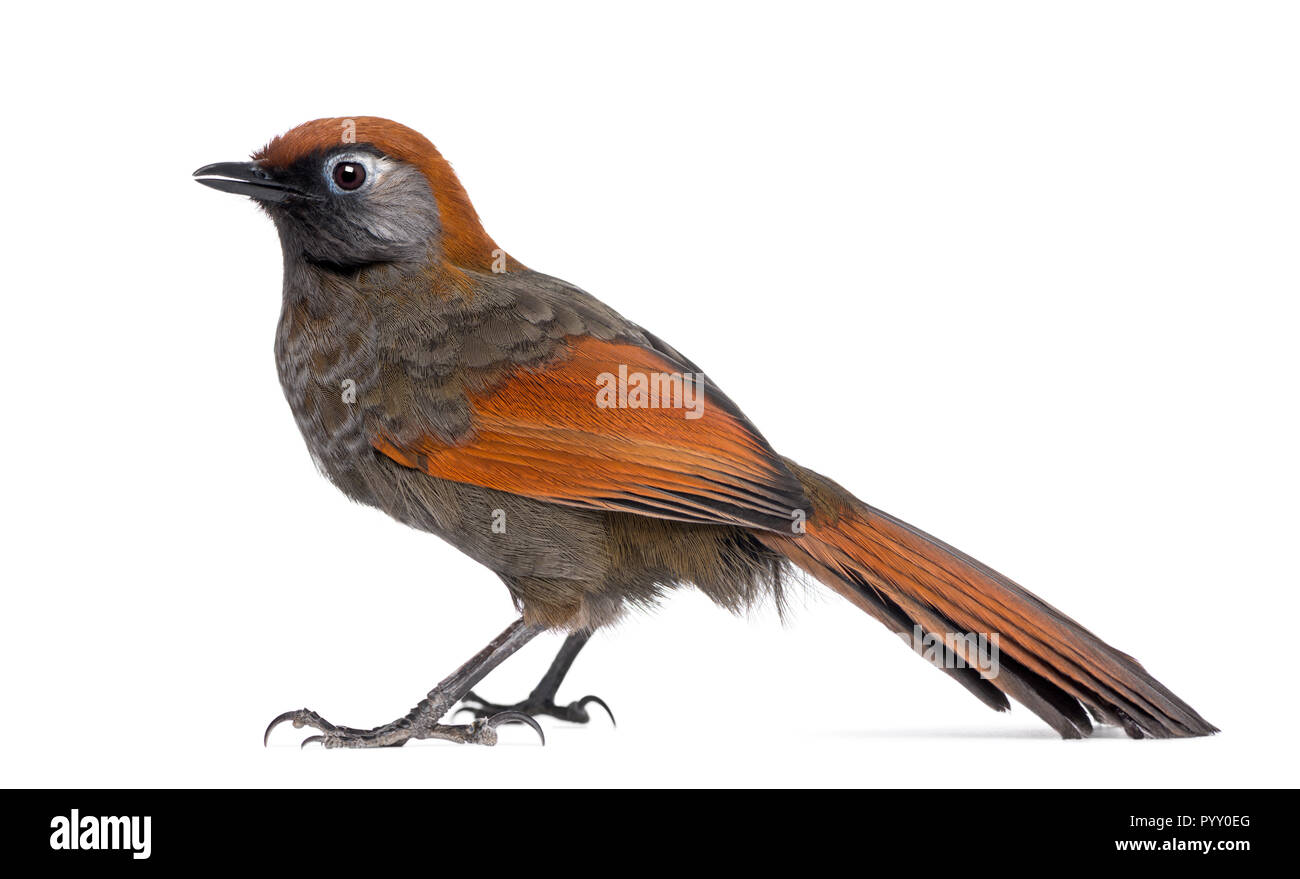 Red-tailed Laughingthrush - Garrulax milnei, isolato su bianco Foto Stock