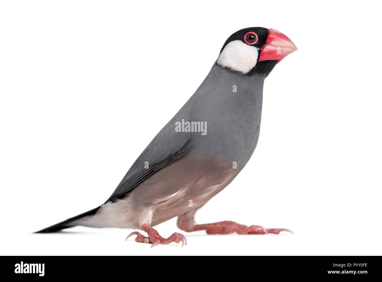 Java Sparrow - Padda oryzivora - isolato su bianco Foto Stock