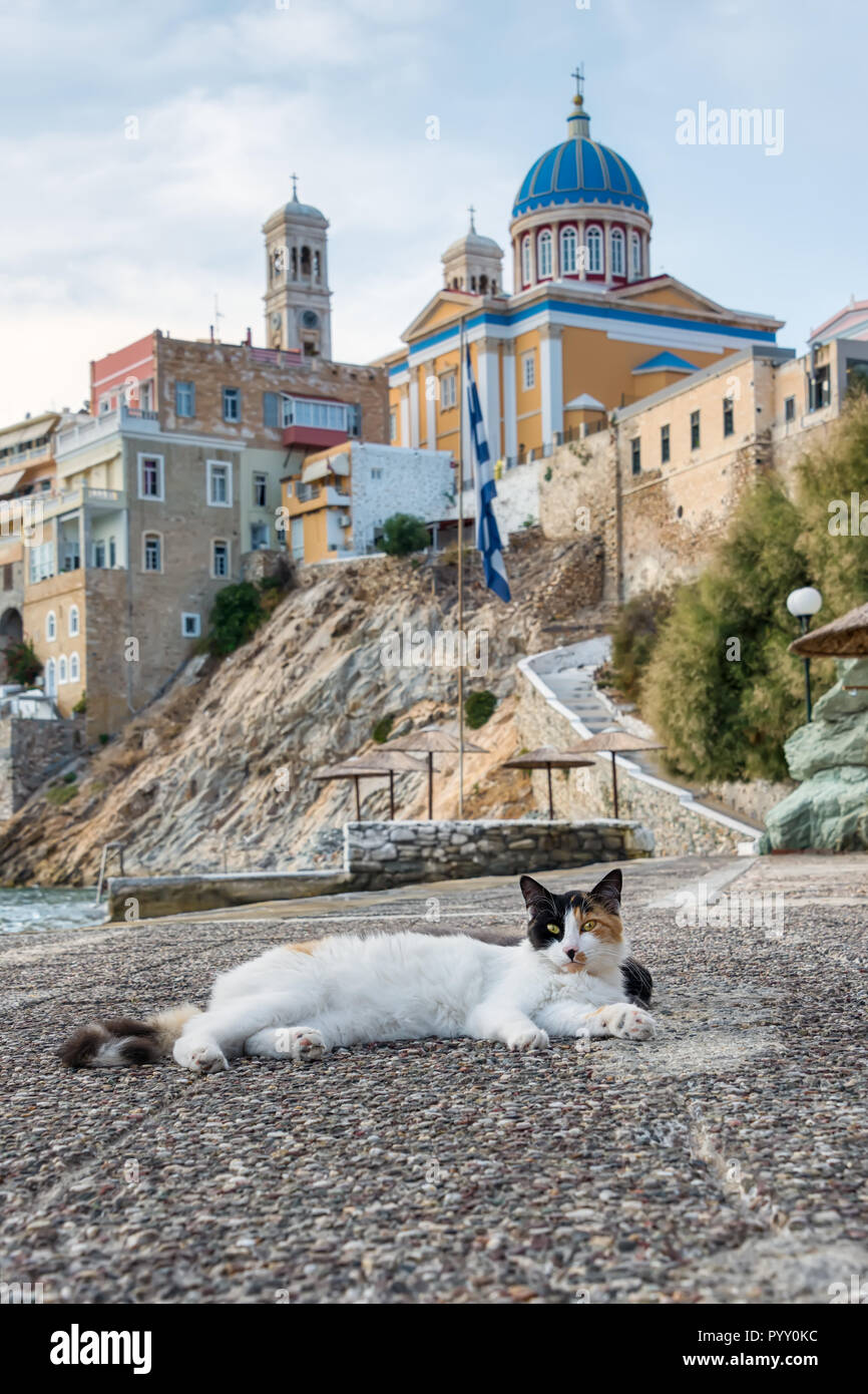 Cat in appoggio su una strada vicino al mare in vista della pittoresca cittadina Ermoupoli con belle chiese sull'isola di Syros nelle cicladi grecia Foto Stock