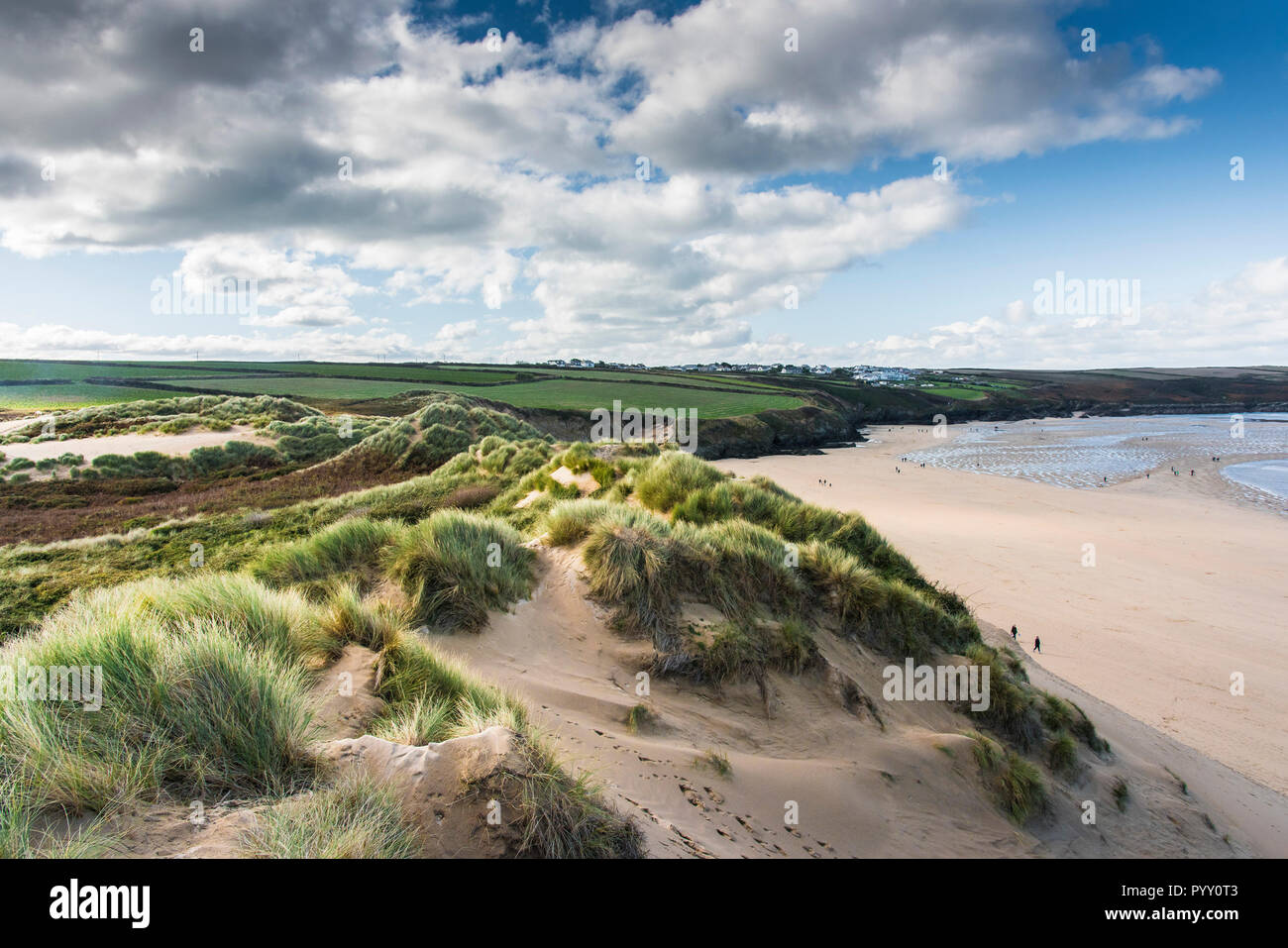 Marram Grass Ammophila crescono sulle dune di sabbia che si affaccia su sistema Crantock Beach in Newquay in Cornovaglia. Foto Stock