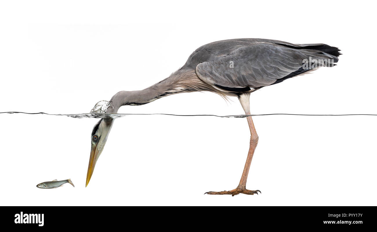 Vista laterale di un airone cenerino la pesca, la testina sotto l'acqua, Ardea cinerea, isolato su bianco Foto Stock