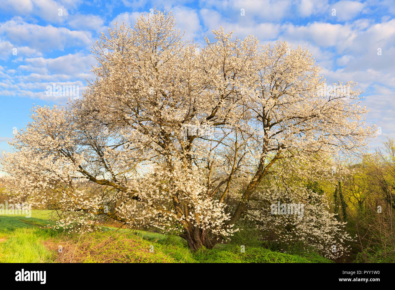 Sun al monumentale ciliegio in fiore. Vergo Zoccorino, Besana Brianza,  Provincia di Monza e Brianza, Lombardia, Italia, Europa Foto stock - Alamy