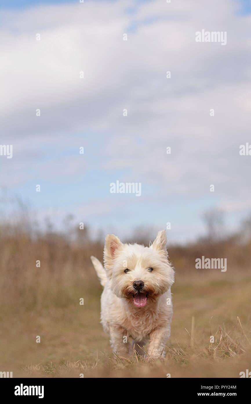 Felice cane bianco correre giù in autunno la natura Foto Stock