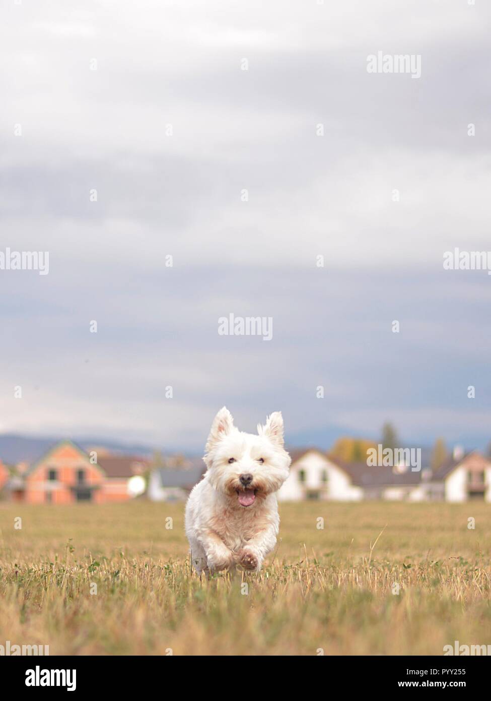 Felice cane bianco correre giù in autunno la natura Foto Stock