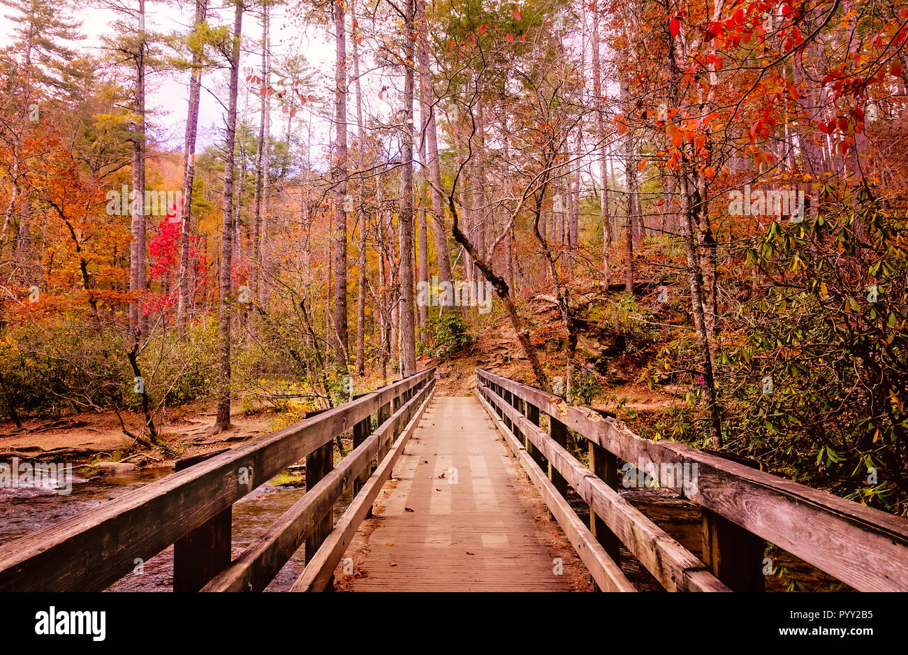 Caduta delle Foglie aggiunge macchie di colore al sentiero di Abrams Falls, nov. 2, 2017, in Cades Cove presso il Great Smoky Mountains National Park in Tennessee. Foto Stock