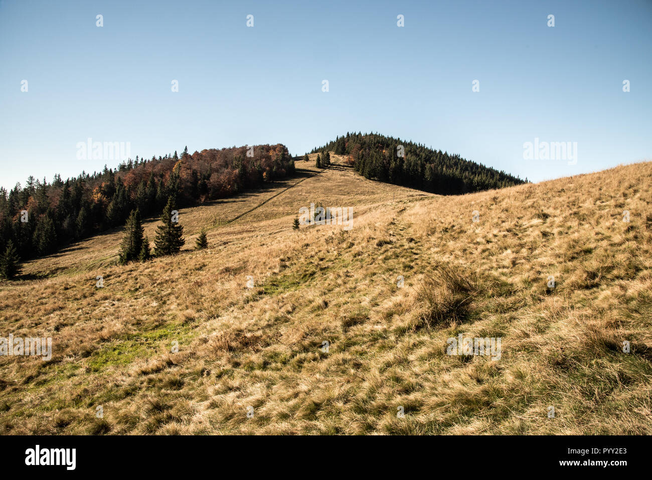 Hala Rycerzowa mountain prato con alberi intorno e cielo chiaro in Beskid Zywiecki montagne in Polonia in prossimità dei confini con la Slovacchia durante la bella indi Foto Stock