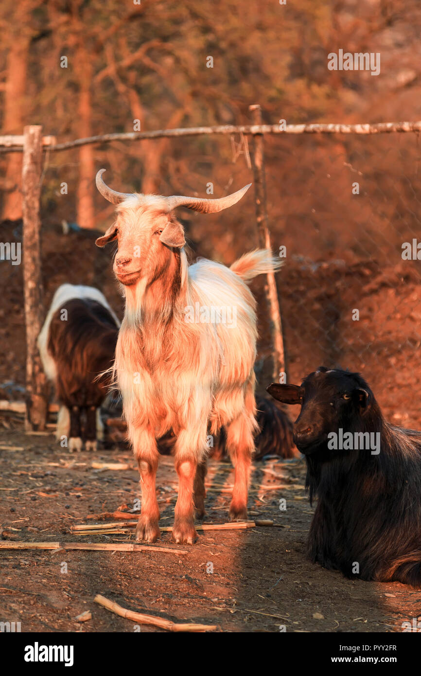 Caprone e capra nero a un ovile Foto Stock