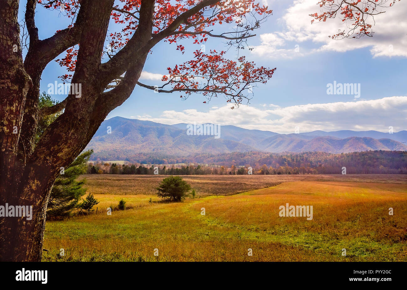 Caduta delle Foglie aggiunge spruzzi di colore in Cades Cove, nov. 2, 2017, al Parco Nazionale di Great Smoky Mountains nel Tennessee. Foto Stock