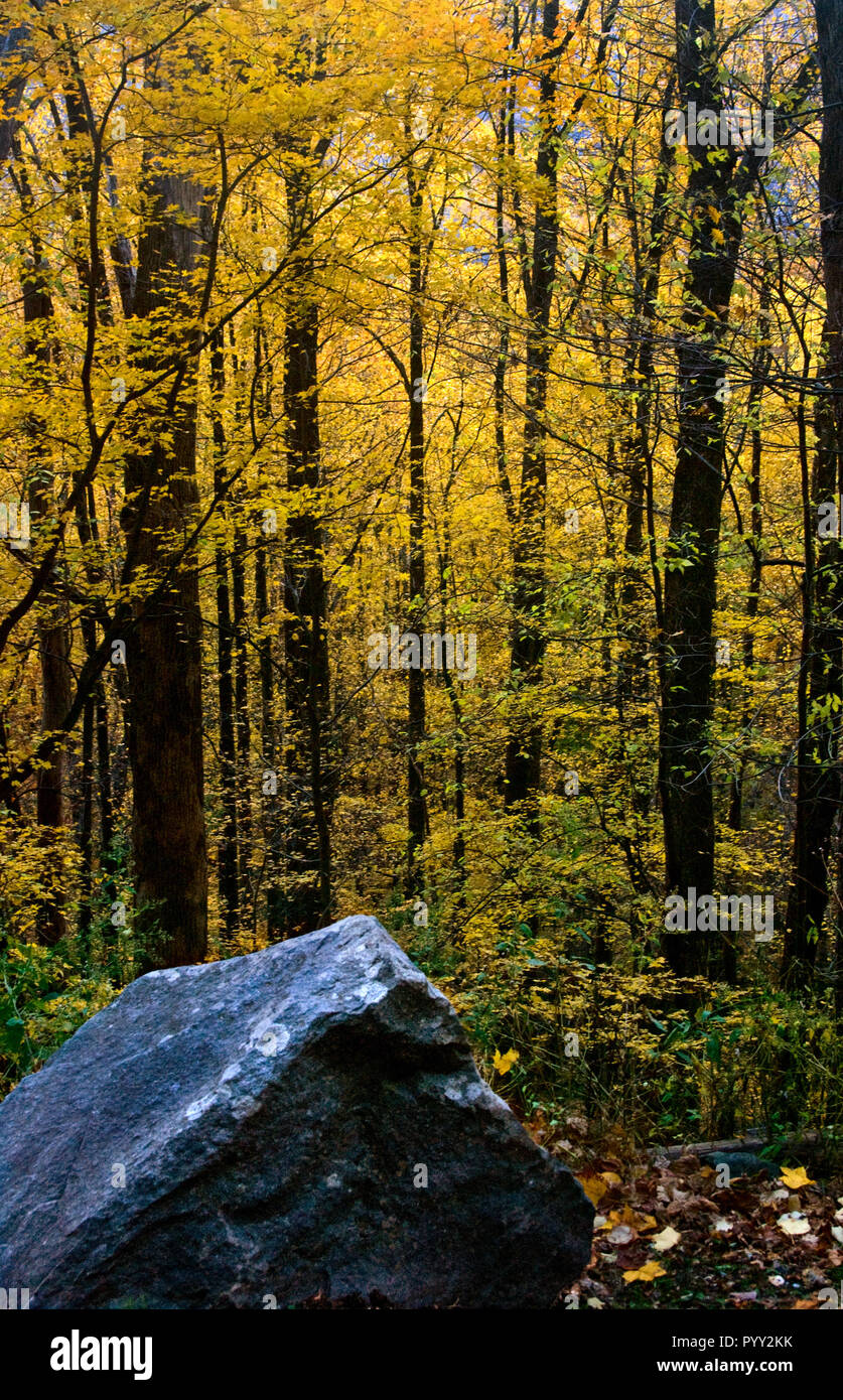Le foglie cambiano colore sul piccolo fiume trail strada in Great Smoky Mountains nel Tennessee. Foto Stock