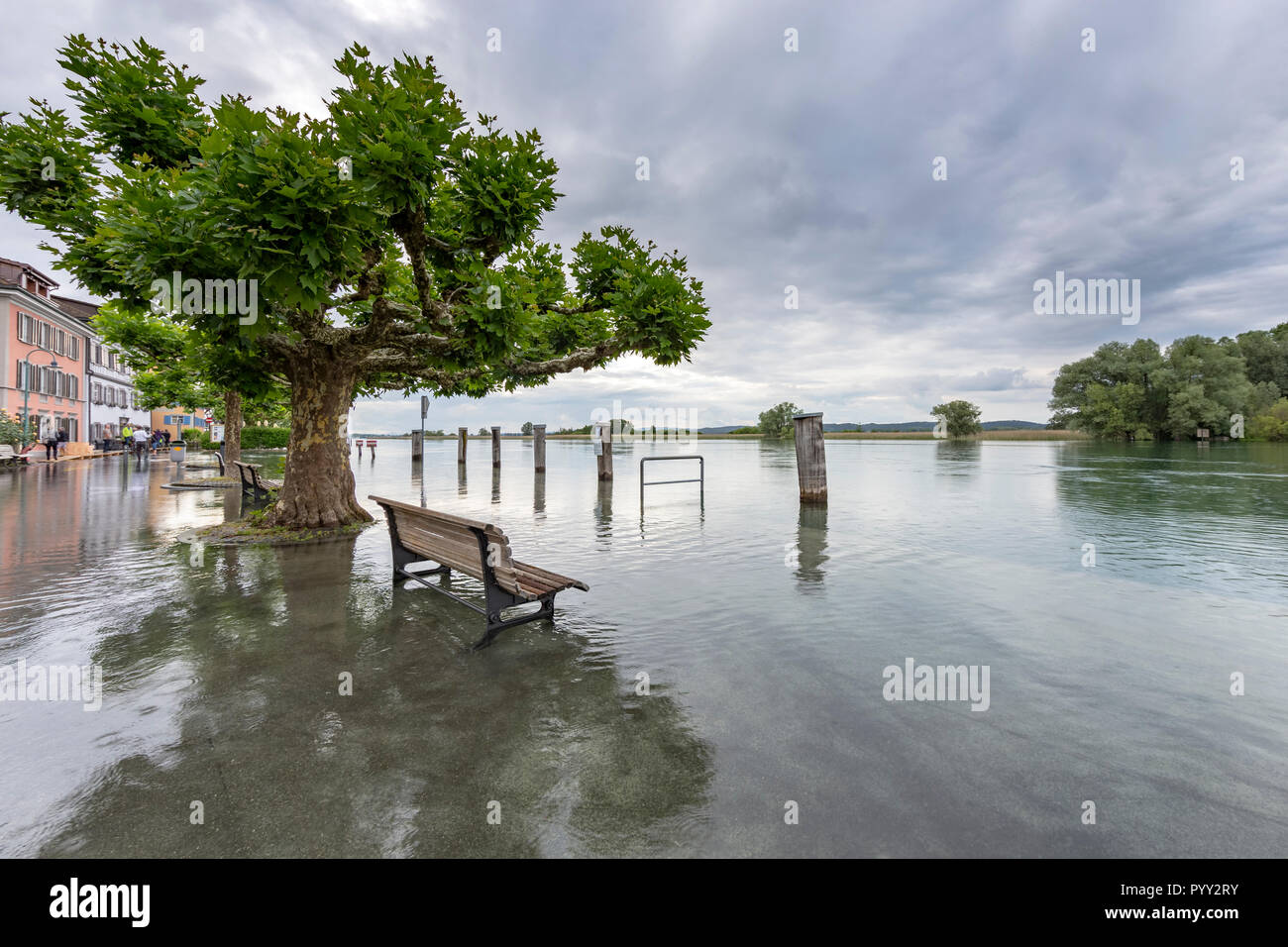 Alluvione Sulla Passeggiata A Mare Presso Il Lago Di Costanza Ermatingen Turgovia Svizzera Foto Stock Alamy