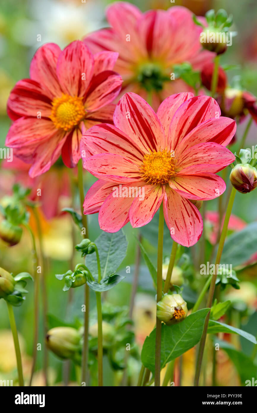 Unica fioritura Dahlia (Dahlia), varietà Saitenspiel, fiori, Nord Reno-Westfalia, Germania Foto Stock