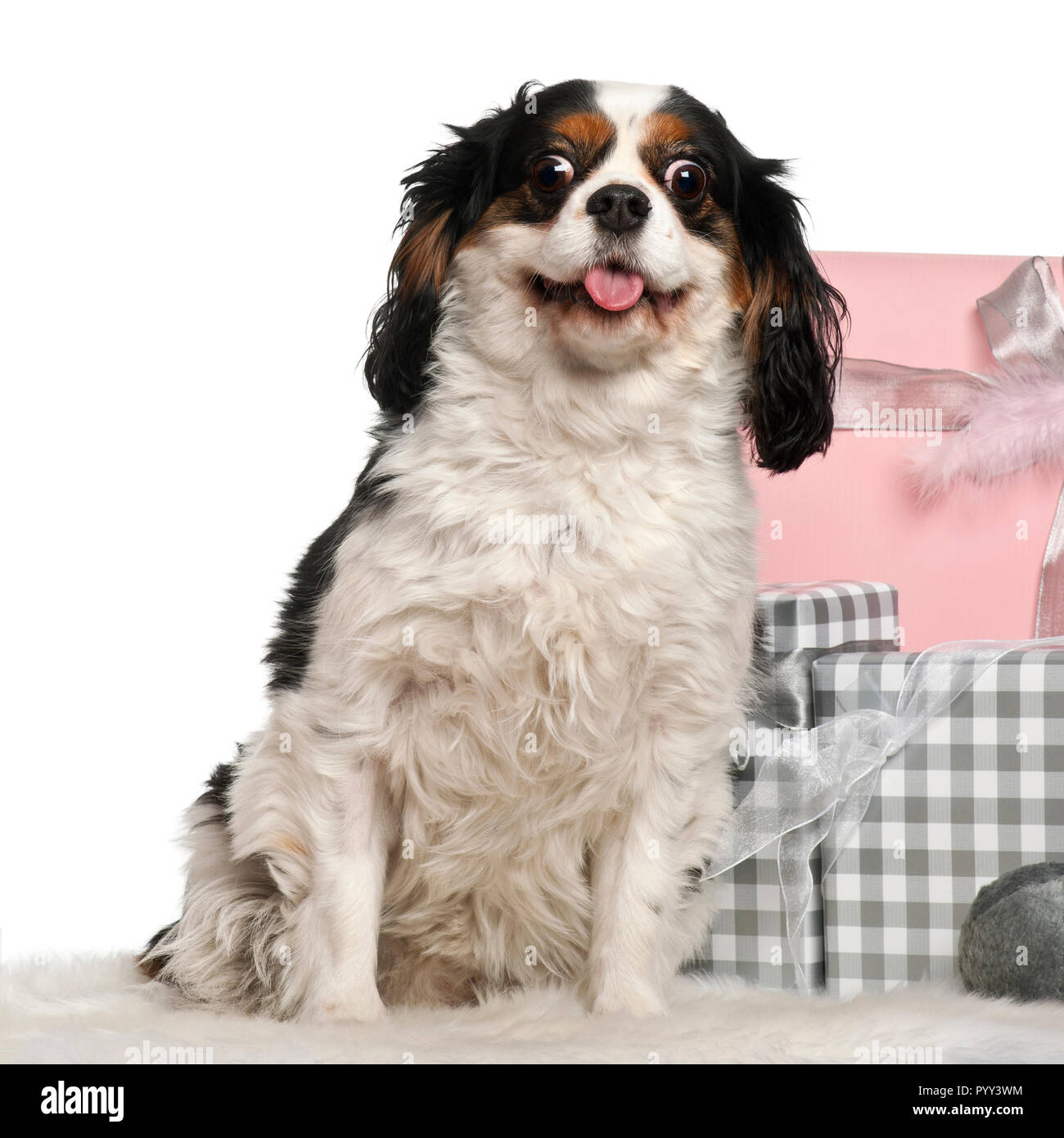 Cavalier King Charles seduto con i regali di Natale di fronte a uno sfondo bianco Foto Stock