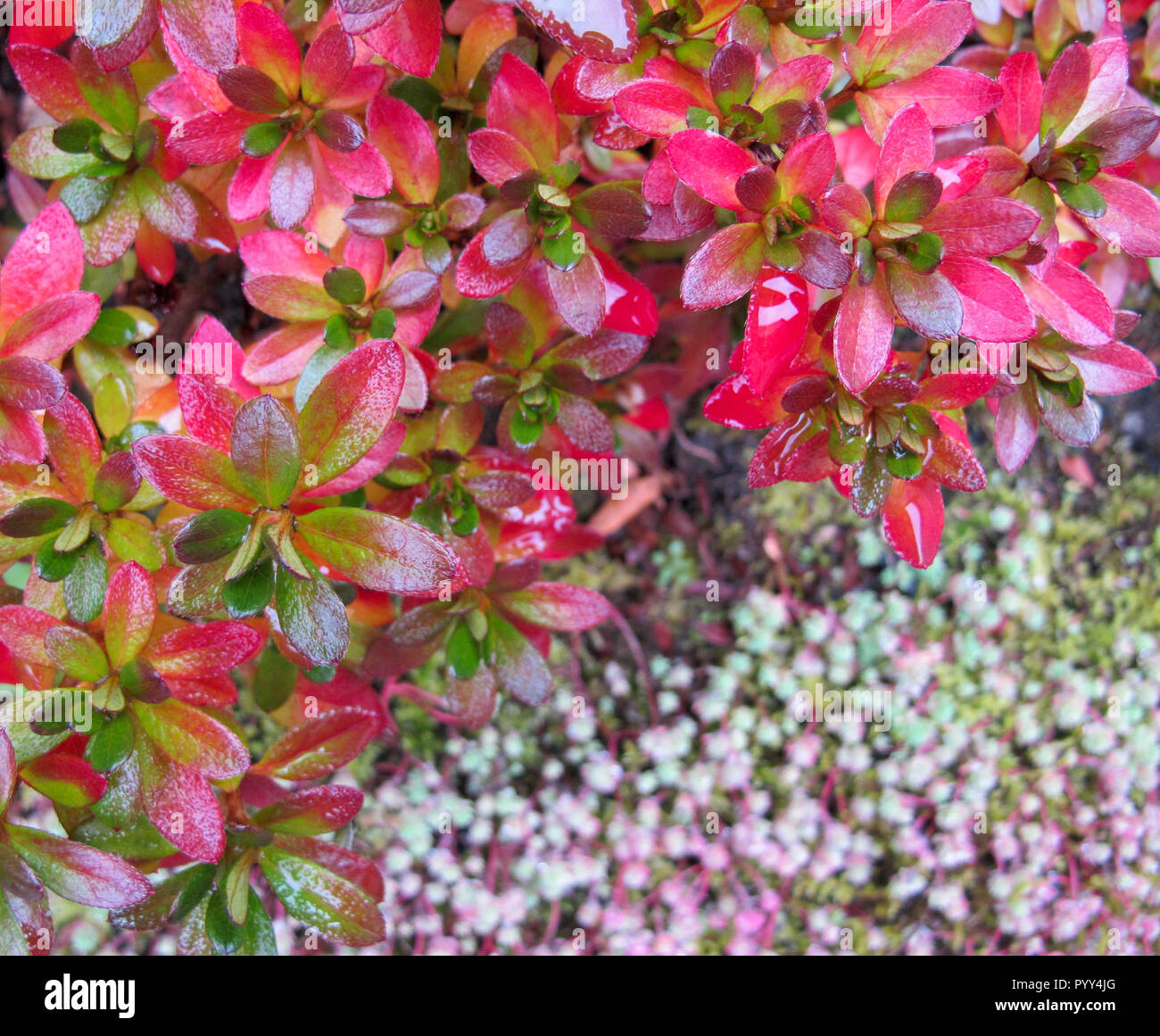 Colori d'autunno sfondo. Rosa luminoso foglie di azalea in giardino Foto  stock - Alamy