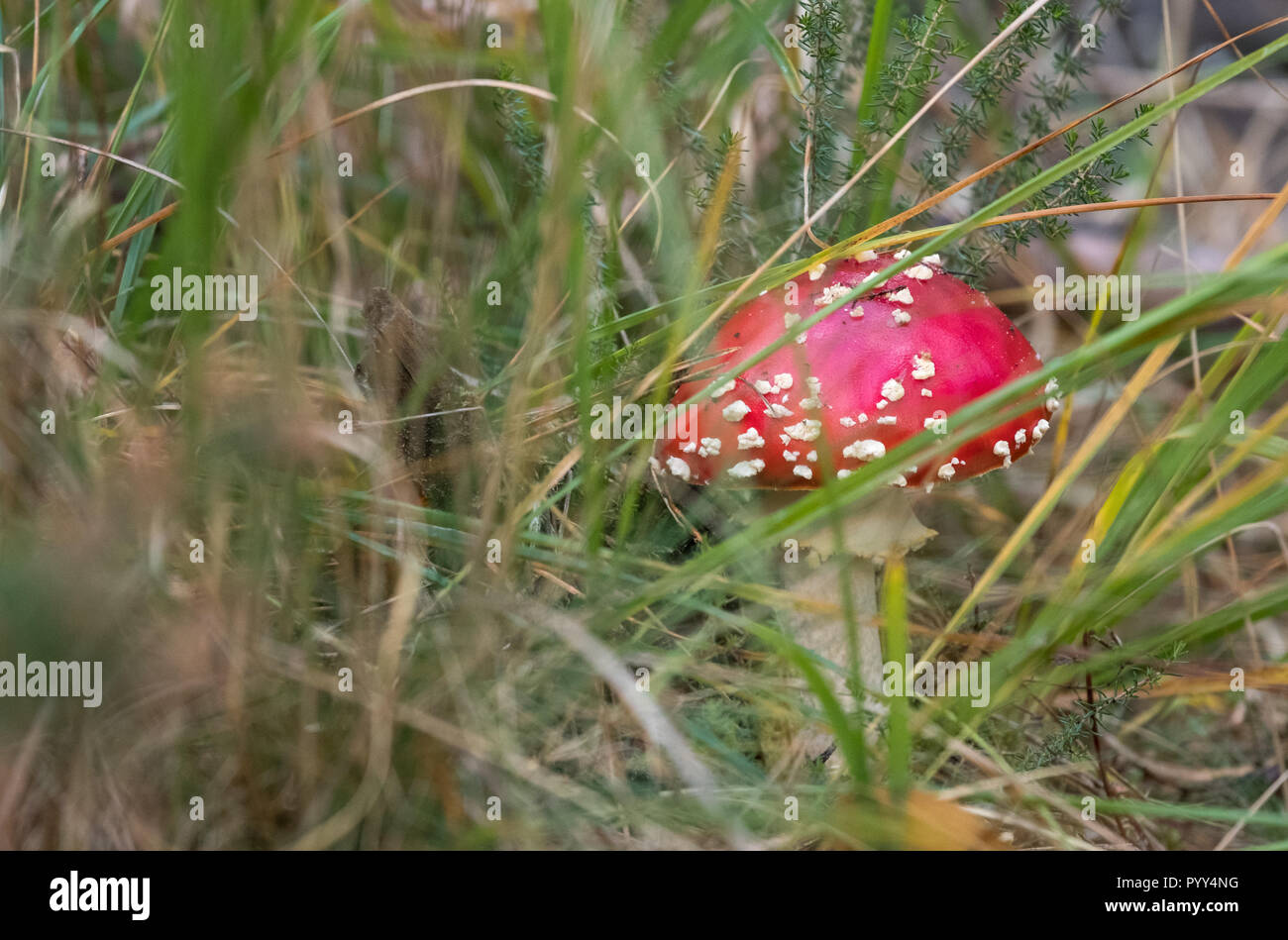 Fly agaric mushroom / toadstool con red spotted cap in crescita in erba Nei boschi in Hampshire. Noto anche come amanita muscaria. Fungo è velenoso Foto Stock