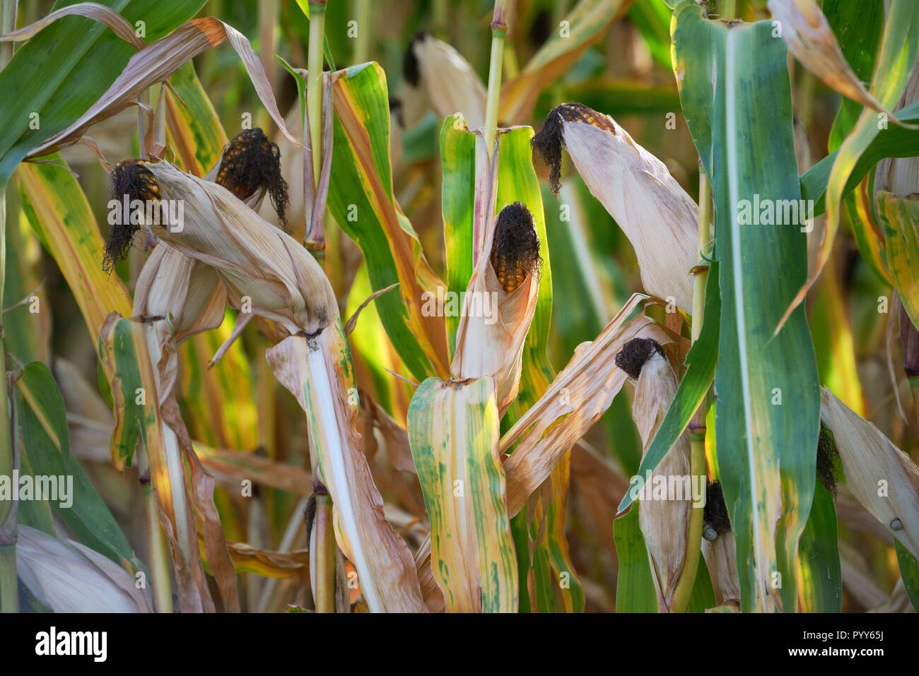 Mature sulla pannocchia di mais pianta di mais raccolto sul campo pronto per la mietitura. La Bretagna e la Normandia Francia Foto Stock