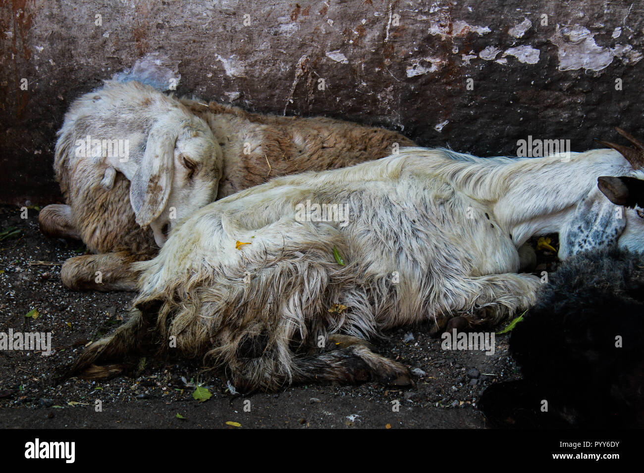 Due capre bianche si appoggiano su una strada di Pune, India. Dopo un viaggio di doloroso il dolore di questi animali si riflette sulla loro stanchezza, ma il mondo intero. Foto Stock