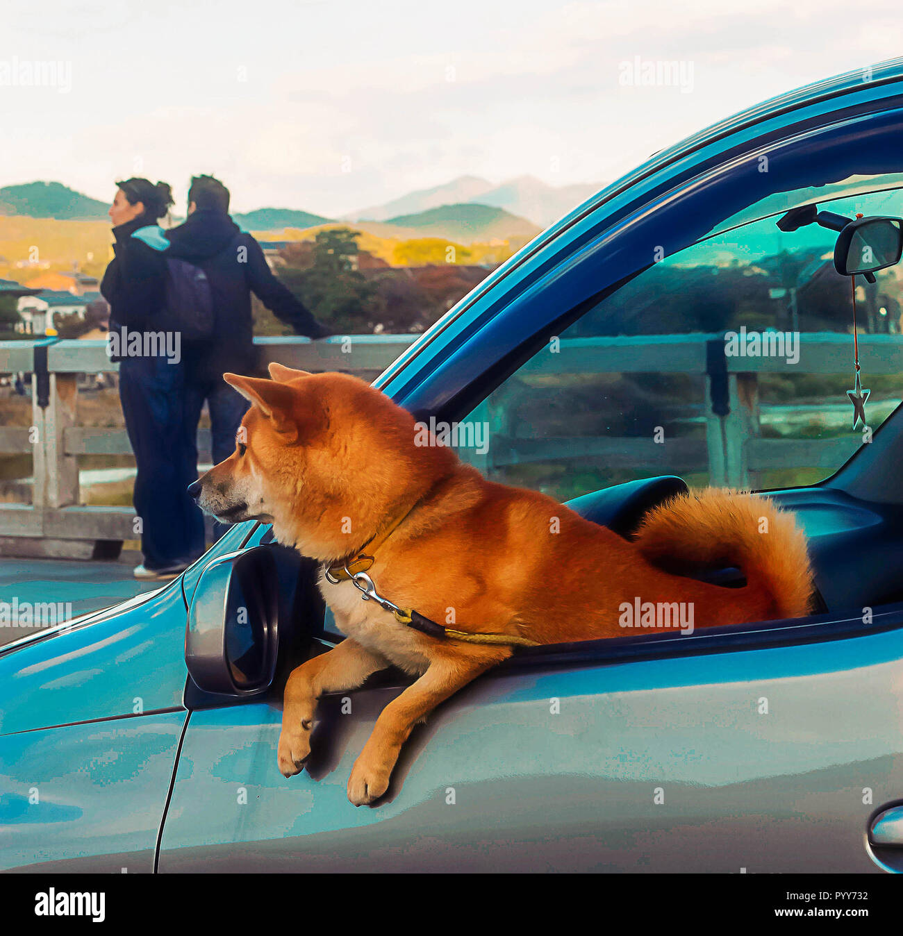 Kyoto, Giappone - 2010: Shiba Inu cane guardando fuori della vettura il finestrino laterale Foto Stock