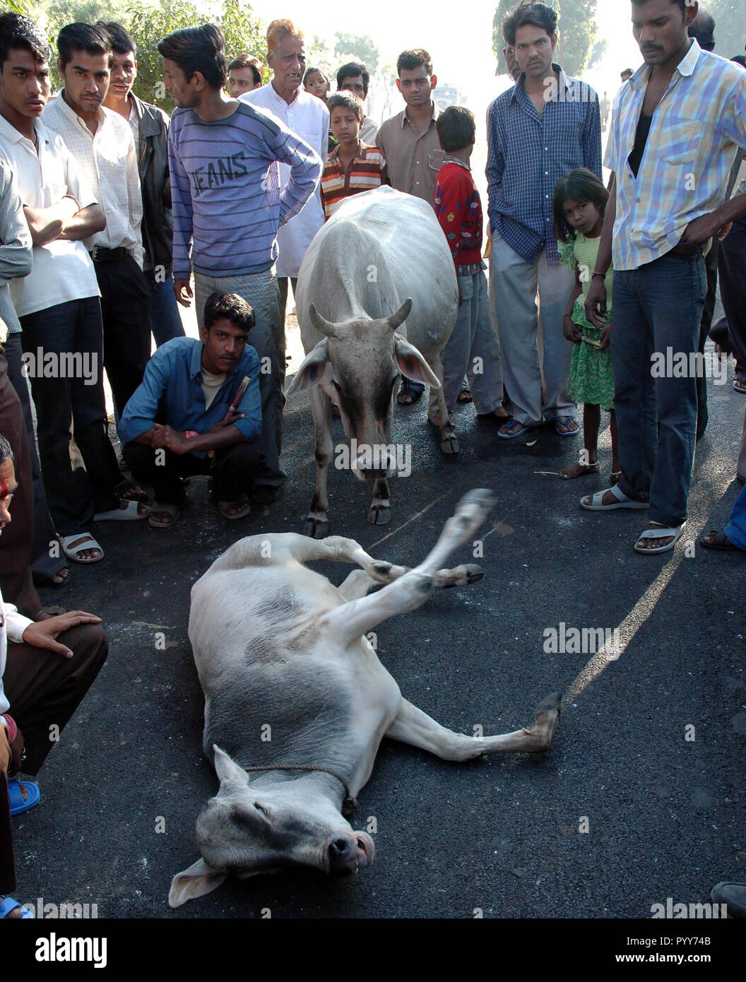 Mucca collassato su strada, Union Carbide perdita di gas tragedia Bhopal, Madhya Pradesh, India, Asia Foto Stock