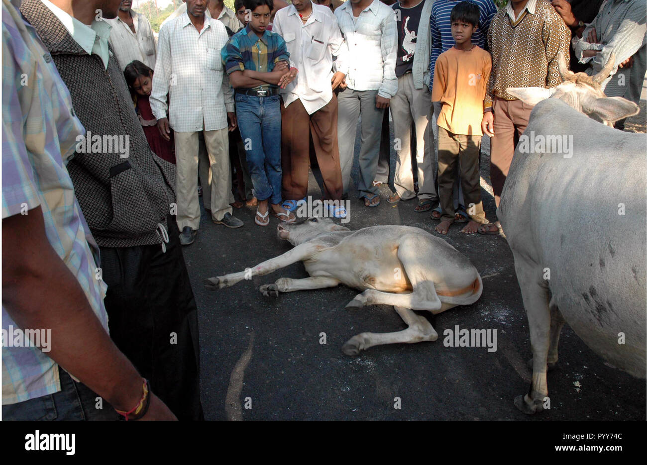Mucca collassato su strada, Union Carbide perdita di gas tragedia Bhopal, Madhya Pradesh, India, Asia Foto Stock