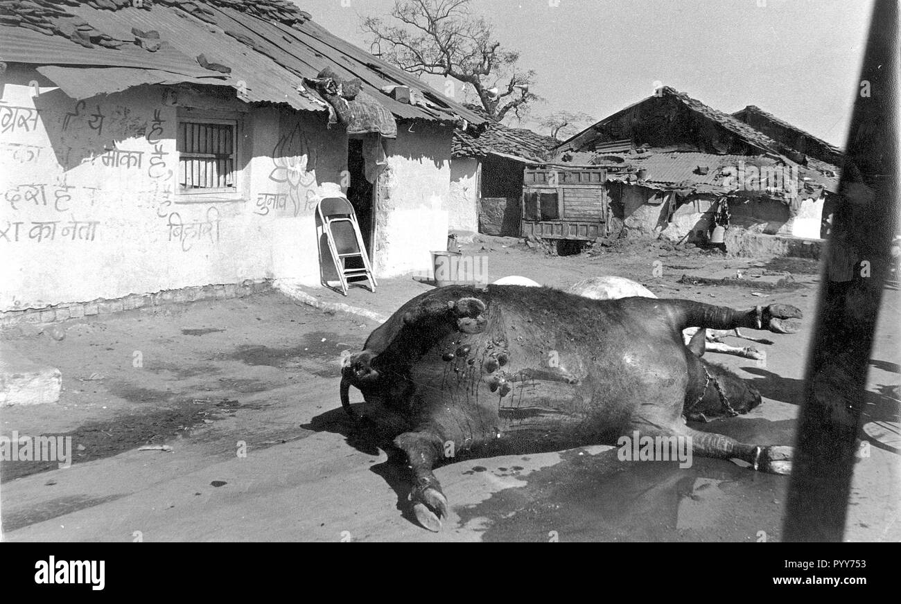 Vacche morte carcassa, Union Carbide perdita di gas tragedia, Bhopal, Madhya Pradesh, India, Asia Foto Stock