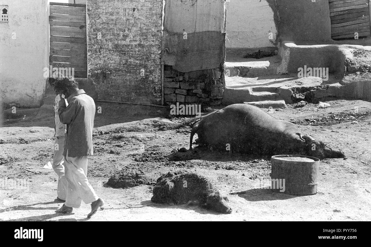 Vacche morte carcassa, Union Carbide perdita di gas tragedia, Bhopal, Madhya Pradesh, India, Asia Foto Stock