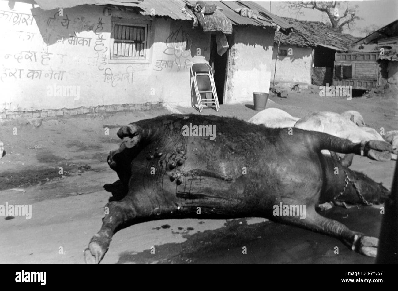 Dead carcassa di bovino, Union Carbide perdita di gas tragedia, Bhopal, Madhya Pradesh, India, Asia Foto Stock