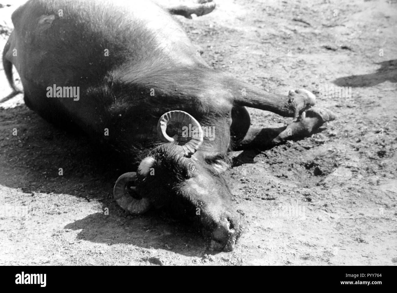 Morto carcassa di Buffalo, Union Carbide perdita di gas tragedia, Bhopal, Madhya Pradesh, India, Asia Foto Stock