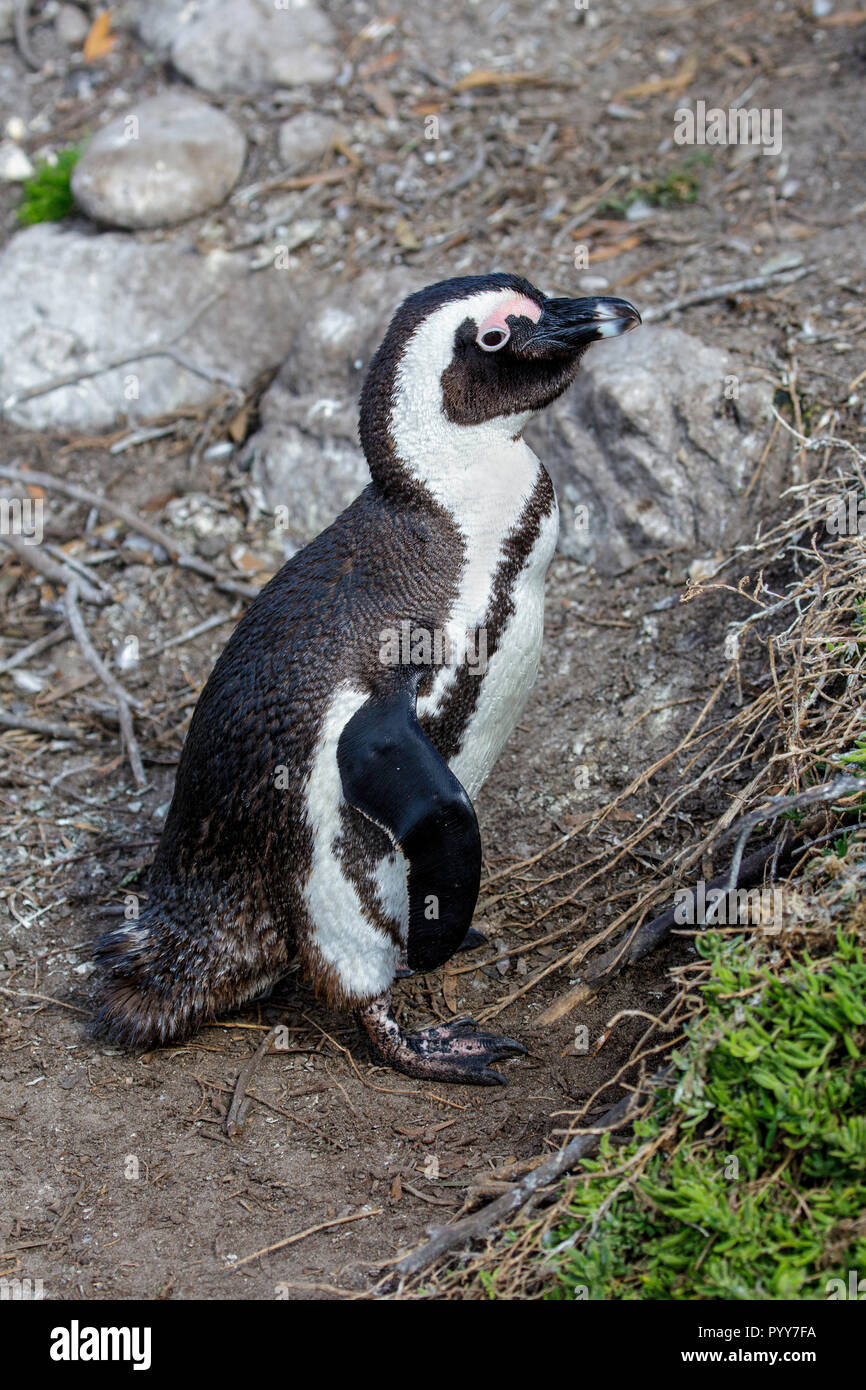 Pinguino africano Spheniscus demersus Cape Town, Western Cape District , Sud Africa 1 settembre 2018 adulto sfeniscidi noto anche come Jacka Foto Stock