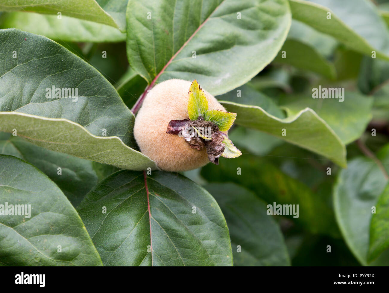Le mele cotogne Frutta, Cydonia oblonga, cresce sugli alberi, Suffolk, Inghilterra, Regno Unito Foto Stock