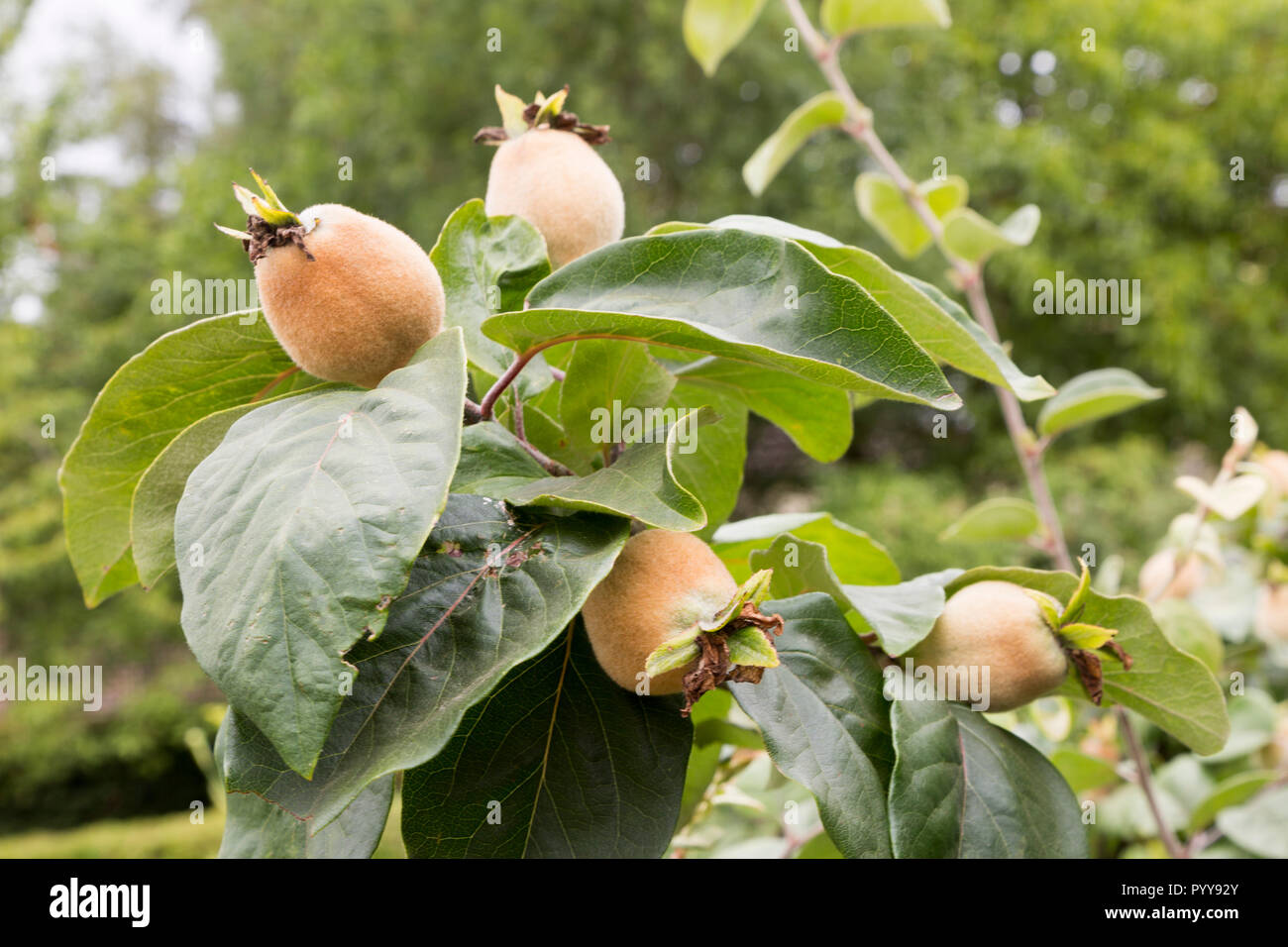 Le mele cotogne Frutta, Cydonia oblonga, cresce sugli alberi, Suffolk, Inghilterra, Regno Unito Foto Stock