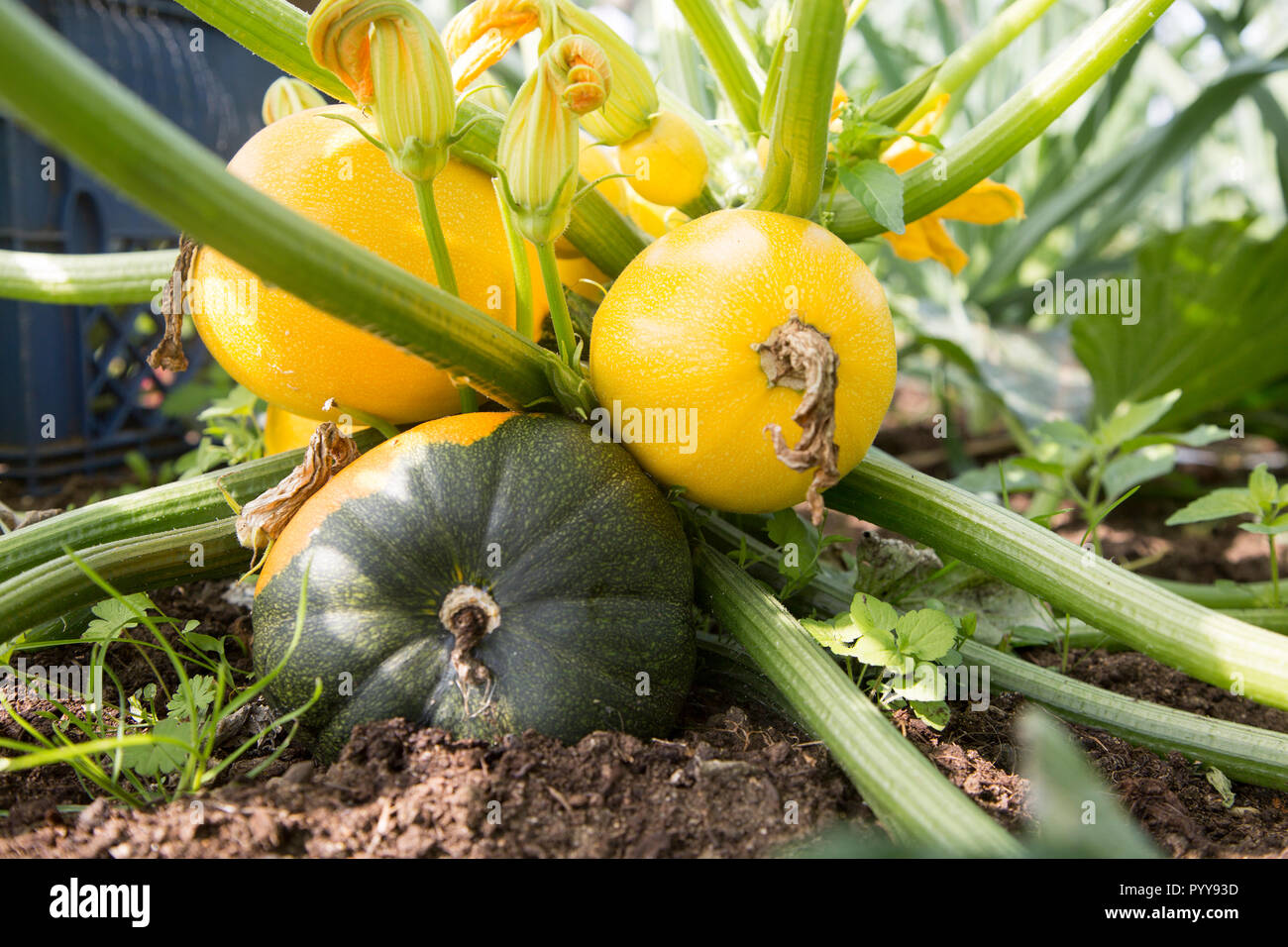 Chiudere fino al livello del suolo di Zucchine Zucchine di crescita della pianta rotonda gialla frutto Suffolk, Inghilterra, Regno Unito Foto Stock